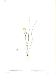 Illustrazione di Gagea spathacea (Orig. Ornithogalum spathaceum) da Pierre Joseph Redouté